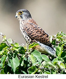 Eurasian Kestrel - © James F Wittenberger and Exotic Birding LLC