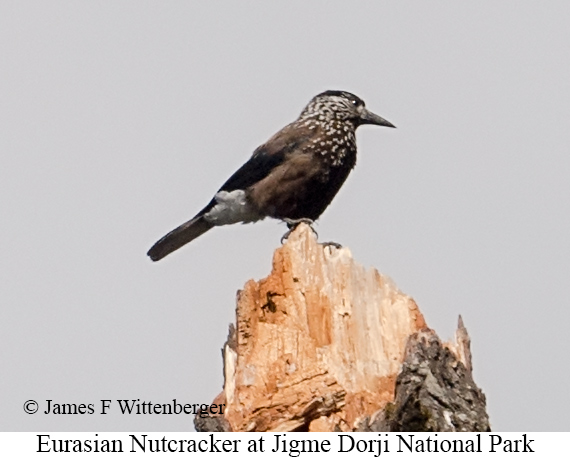 Eurasian Nutcracker - © James F Wittenberger and Exotic Birding LLC Eurasian Nutcracker - © James F Wittenberger and Exotic Birding LLC