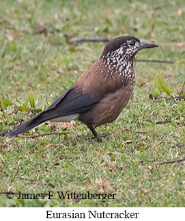 Eurasian Nutcracker - © James F Wittenberger and Exotic Birding LLC