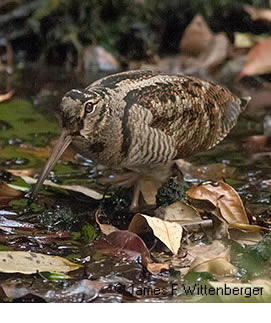 Eurasian Woodcock - © James F Wittenberger and Exotic Birding LLC