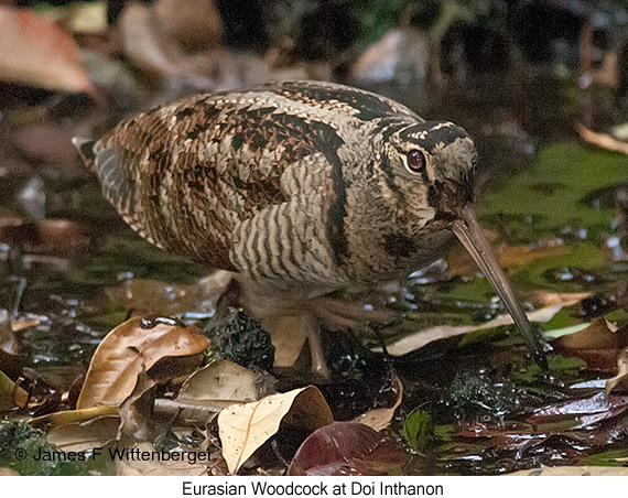 Eurasian Woodcock - © James F Wittenberger and Exotic Birding LLC