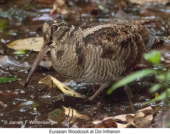 Eurasian Woodcock - © James F Wittenberger and Exotic Birding LLC