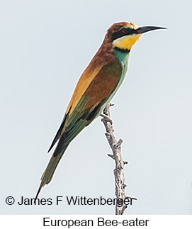 European Bee-eater - © James F Wittenberger and Exotic Birding LLC