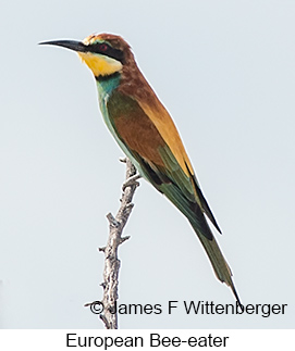 European Bee-eater - © James F Wittenberger and Exotic Birding LLC European Bee-eater - © James F Wittenberger and Exotic Birding LLC