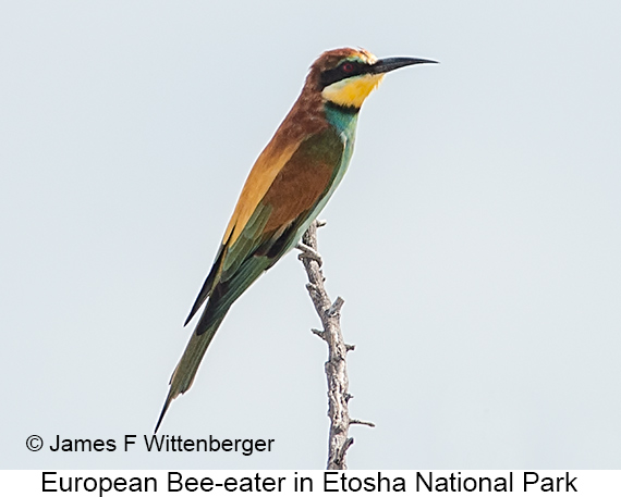 European Bee-eater - © James F Wittenberger and Exotic Birding LLC European Bee-eater - © James F Wittenberger and Exotic Birding LLC