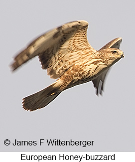 European Honey-buzzard - © James F Wittenberger and Exotic Birding LLC