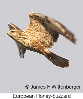 European Honey-buzzard - © James F Wittenberger and Exotic Birding LLC