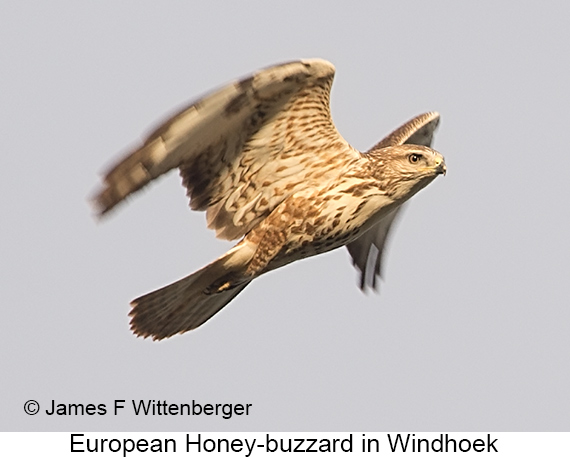 European Honey-buzzard - © James F Wittenberger and Exotic Birding LLC