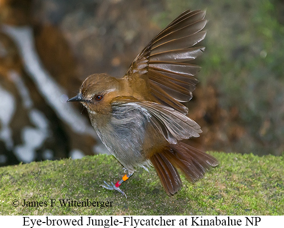 Eye-browed Jungle Flycatcher - © James F Wittenberger and Exotic Birding LLC Eye-browed Jungle Flycatcher - © James F Wittenberger and Exotic Birding LLC