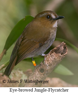 Eye-browed Jungle Flycatcher - © James F Wittenberger and Exotic Birding LLC