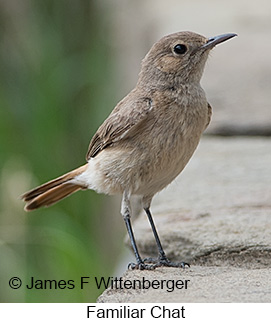 Familiar Chat - © James F Wittenberger and Exotic Birding LLC