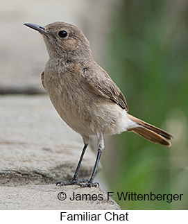 Familiar Chat - © James F Wittenberger and Exotic Birding LLC