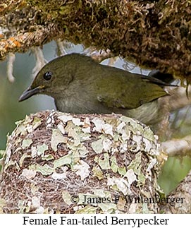 Fan-tailed Berrypecker - © James F Wittenberger and Exotic Birding LLC