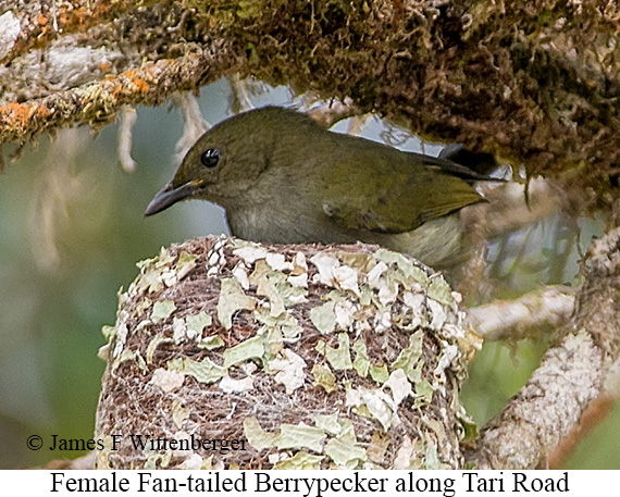 Fan-tailed Berrypecker - © James F Wittenberger and Exotic Birding LLC