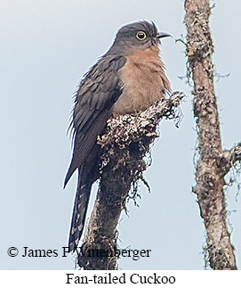 Fan-tailed Cuckoo - © James F Wittenberger and Exotic Birding LLC Fan-tailed Cuckoo - © James F Wittenberger and Exotic Birding LLC