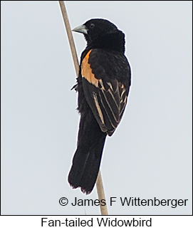 Fan-tailed Widowbird - © James F Wittenberger and Exotic Birding LLC Fan-tailed Widowbird - © James F Wittenberger and Exotic Birding LLC