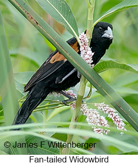 Fan-tailed Widowbird - © James F Wittenberger and Exotic Birding LLC Fan-tailed Widowbird - © James F Wittenberger and Exotic Birding LLC