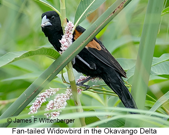 Fan-tailed Widowbird - © James F Wittenberger and Exotic Birding LLC Fan-tailed Widowbird - © James F Wittenberger and Exotic Birding LLC