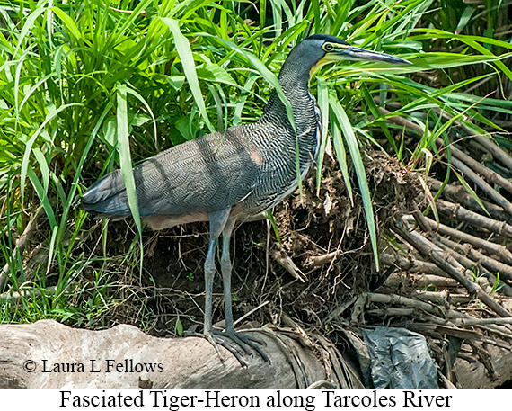 Fasciated Tiger-Heron - © James F Wittenberger and Exotic Birding LLC Fasciated Tiger-Heron - © James F Wittenberger and Exotic Birding LLC