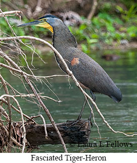 Fasciated Tiger-Heron - © Laura L Fellows and Exotic Birding LLC