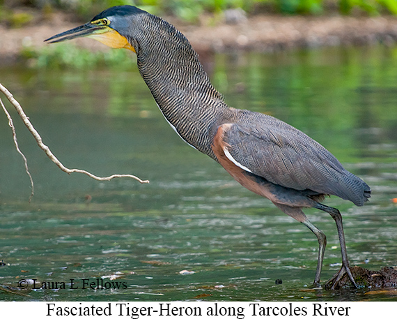 Fasciated Tiger-Heron - © James F Wittenberger and Exotic Birding LLC