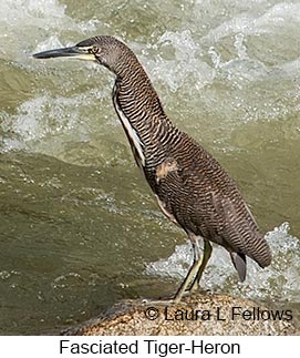 Fasciated Tiger-Heron - © Laura L Fellows and Exotic Birding LLC