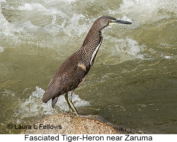 Fasciated Tiger-Heron - © Laura L Fellows and Exotic Birding LLC Fasciated Tiger-Heron - © Laura L Fellows and Exotic Birding LLC