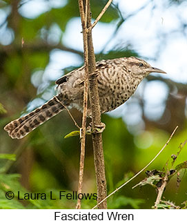 Fasciated Wren - © Laura L Fellows and Exotic Birding LLC