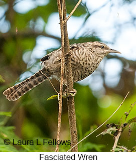 Fasciated Wren - © Laura L Fellows and Exotic Birding LLC Fasciated Wren - © Laura L Fellows and Exotic Birding LLC