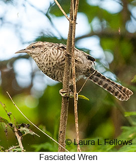 Fasciated Wren - © Laura L Fellows and Exotic Birding LLC