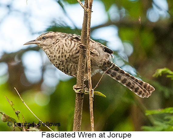 Fasciated Wren - © Laura L Fellows and Exotic Birding LLC