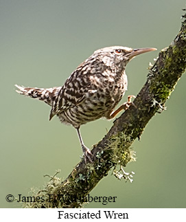 Fasciated Wren - &copy; James F Wittenberger and Exotic Birding LLC