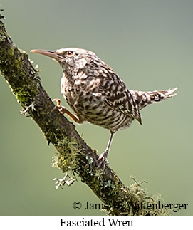 Fasciated Wren - &copy; James F Wittenberger and Exotic Birding LLC