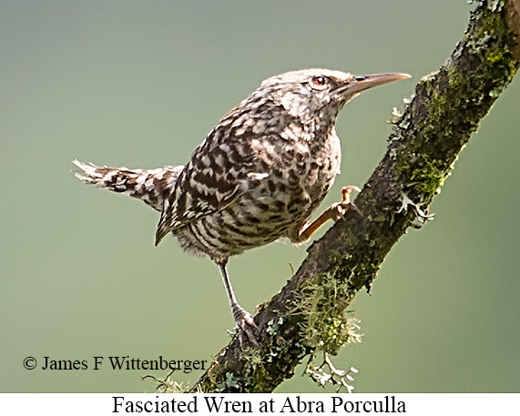 Fasciated Wren - &copy; James F Wittenberger and Exotic Birding LLC