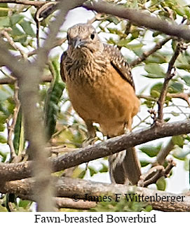 Fawn-breasted Bowerbird - © James F Wittenberger and Exotic Birding LLC