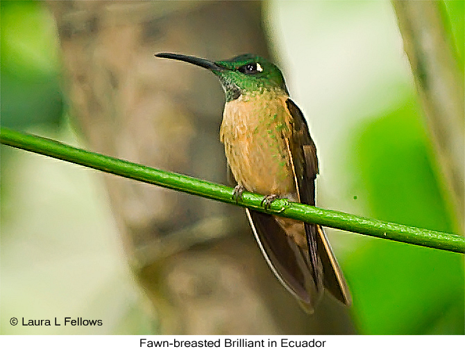 Fawn-breasted Brilliant - &copy; Laura L Fellows and Exotic Birding Tours