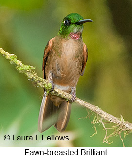 Fawn-breasted Brilliant - © Laura L Fellows and Exotic Birding LLC