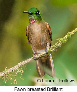 Fawn-breasted Brilliant - © Laura L Fellows and Exotic Birding LLC