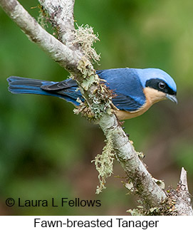 Fawn-breasted Tanager - © Laura L Fellows and Exotic Birding LLC