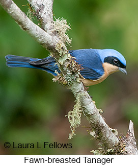 Fawn-breasted Tanager - © Laura L Fellows and Exotic Birding LLC Fawn-breasted Tanager - © Laura L Fellows and Exotic Birding LLC