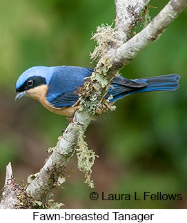 Fawn-breasted Tanager - © Laura L Fellows and Exotic Birding LLC