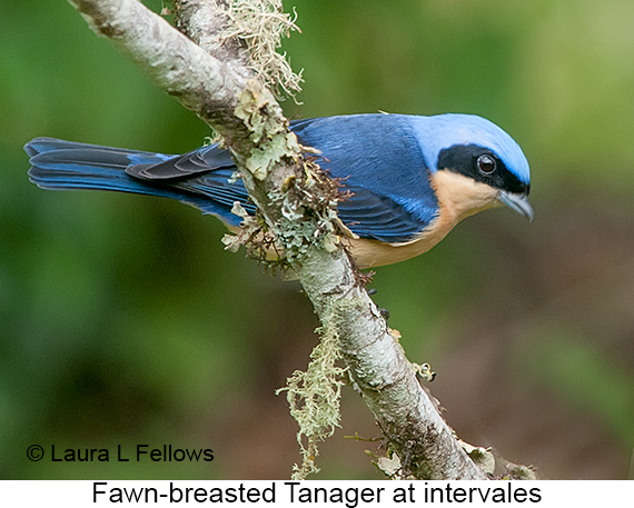 Fawn-breasted Tanager - © Laura L Fellows and Exotic Birding LLC