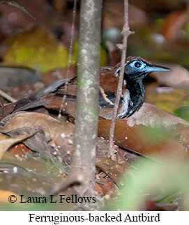 Ferruginous-backed Antbird - © Laura L Fellows and Exotic Birding LLC