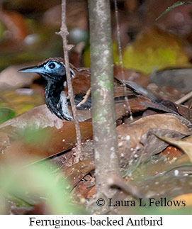 Ferruginous-backed Antbird - © Laura L Fellows and Exotic Birding LLC