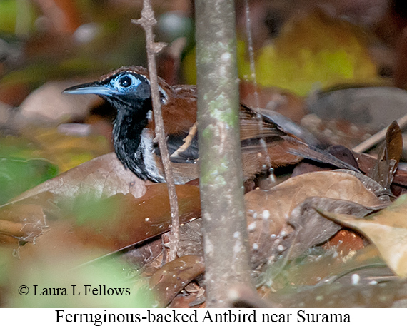 Ferruginous-backed Antbird - © Laura L Fellows and Exotic Birding LLC