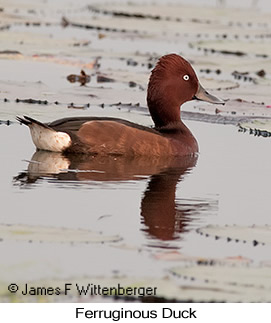 Ferruginous Duck - © James F Wittenberger and Exotic Birding LLC