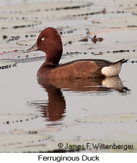 Ferruginous Duck - &copy; James F Wittenberger and Exotic Birding LLC