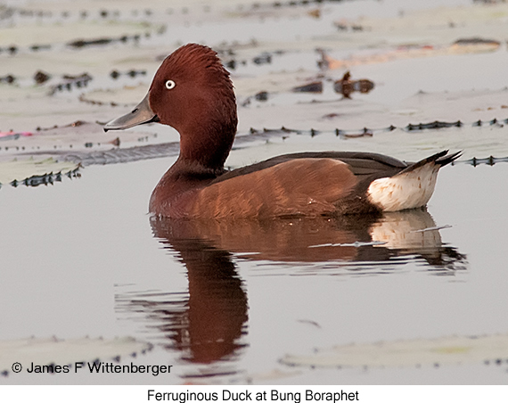 Ferruginous Duck - © James F Wittenberger and Exotic Birding LLC