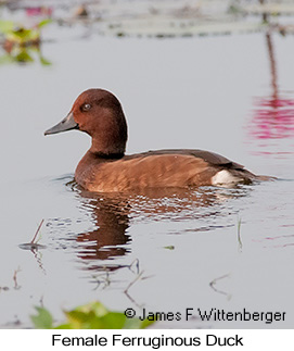 Ferruginous Duck - © James F Wittenberger and Exotic Birding LLC