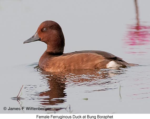 Ferruginous Duck - © James F Wittenberger and Exotic Birding LLC